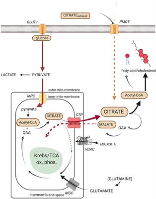 Warburg’s Ghost—Cancer’s Self-Sustaining Phenotype: The Aberrant Carbon Flux in Cholesterol-Enriched Tumor Mitochondria via Deregulated Cholesterogenesis